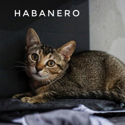 Thumbnail photo of Habanero #3