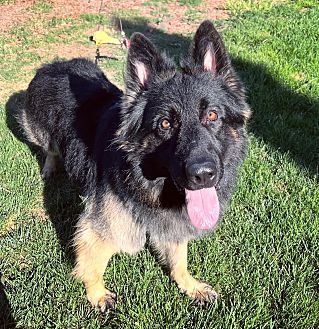 Rocky the Shepherd Photo #1