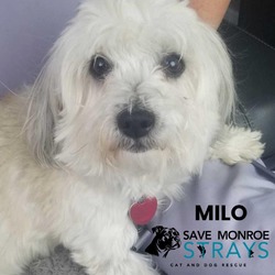 Photo of Milo