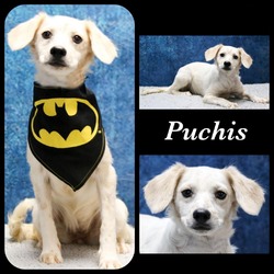 Thumbnail photo of Puchis #1