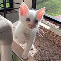 adopt a pet