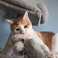 adopt a pet