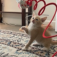 adopt a pet