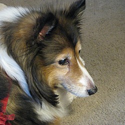 Thumbnail photo of Jersey (Adopted) #3