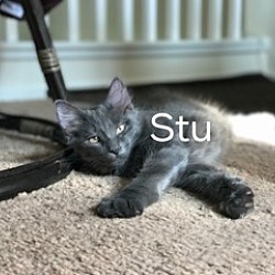 Thumbnail photo of Stu #3