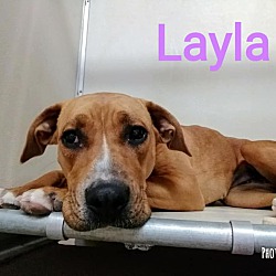 Thumbnail photo of Layla #1