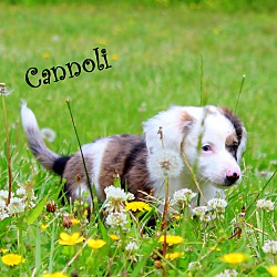 Thumbnail photo of Cannoli~adopted! #4