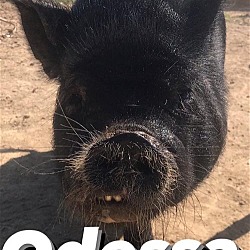 Photo of Odessa