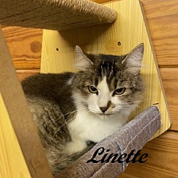 Thumbnail photo of Linette #2