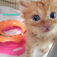 adopt a pet