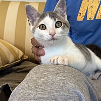 adopt a pet