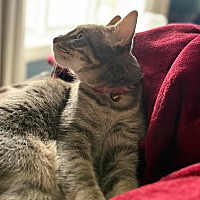 adopt-pet