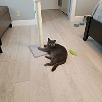 adopt a pet
