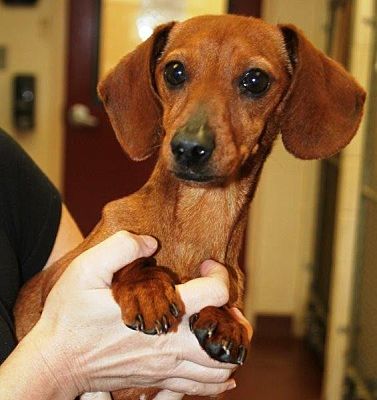 Marietta, GA - Dachshund. Meet Isa a Pet for Adoption.