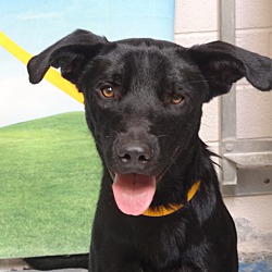 Tucson, AZ - Labrador Retriever. Meet Ryder a Pet for ...