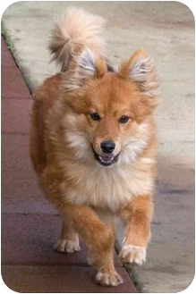 Sacramento Ca Pomeranian Meet Pally A Dog For Adoption Adopted