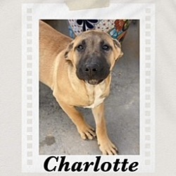 Thumbnail photo of Charlotte #1