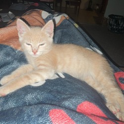 Thumbnail photo of Cheeto #2