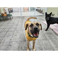 adopt-pet