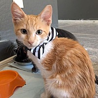 adopt-pet