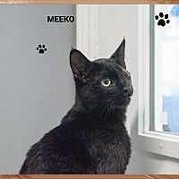 adopt-pet