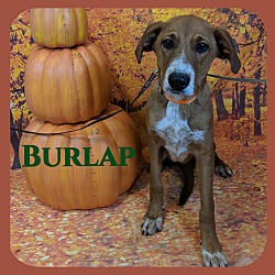 Photo of Burlap