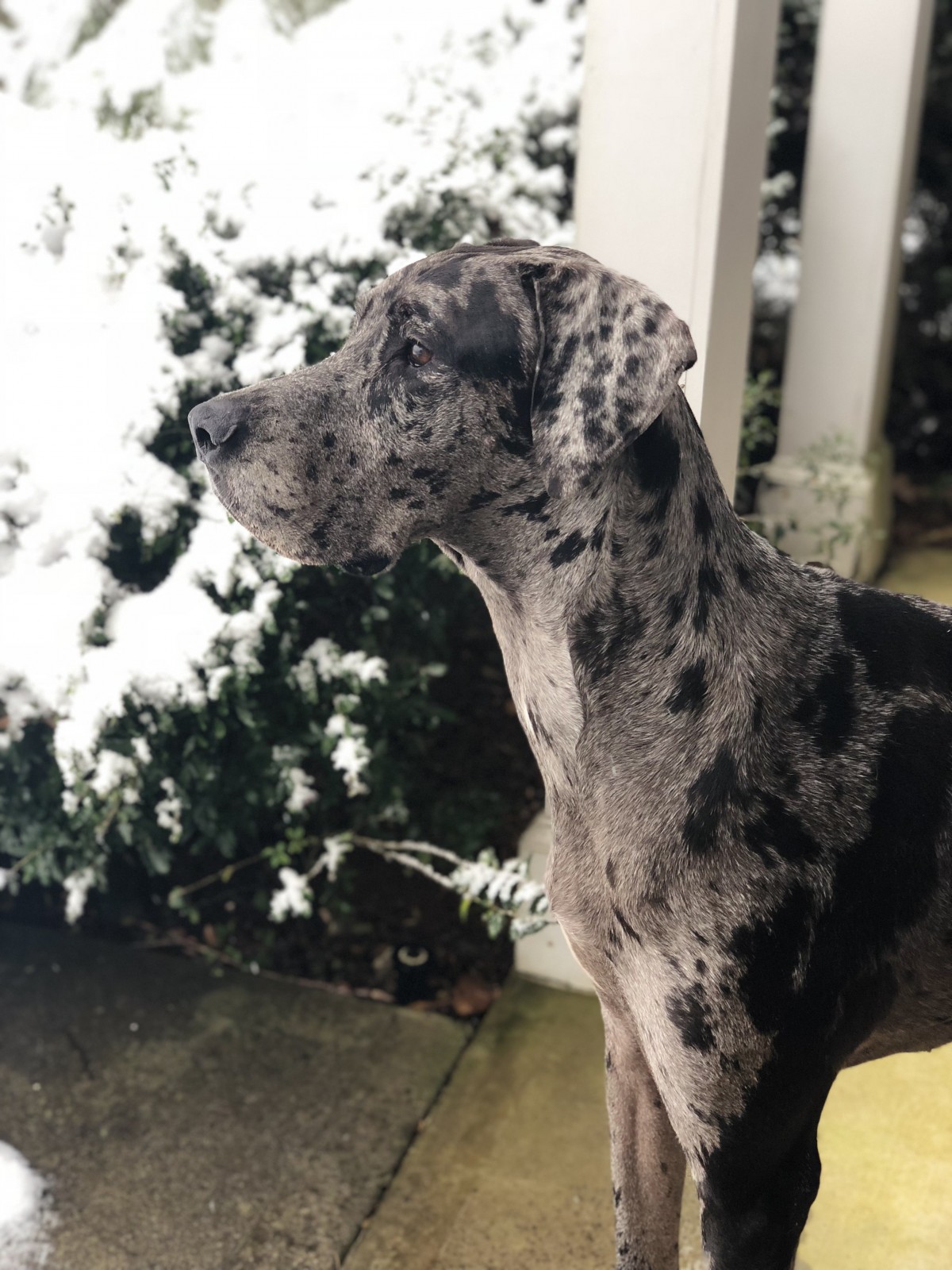 blue tick great dane