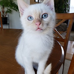 Tinley Park Il Siamese Meet Allison Grace A Pet For Adoption