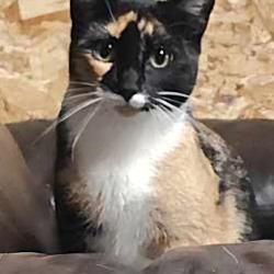 Photo of Wanda Moma Cat