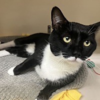 adopt a pet
