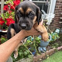 adopt a pet