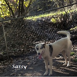 Thumbnail photo of Sassy #3
