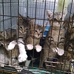 Photo of Kittens Kittens Everywhere