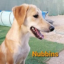 Photo of Nubbins