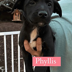 Photo of Phyllis - PUPPY!!