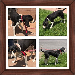 Photo of SCOUT