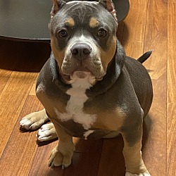 Photo of Bronson