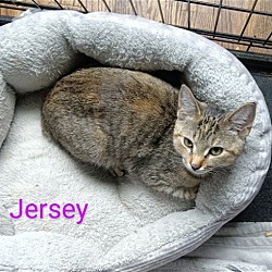 Thumbnail photo of Jersey #3