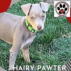 Thumbnail photo of HAIRY PAWTER ❤️ #1