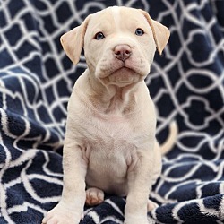 Photo of Moon Pie - M Litter - AVAILABLE