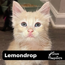 Photo of Lemondrop