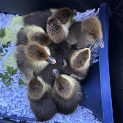 Thumbnail photo of DUCKLING 17 #1