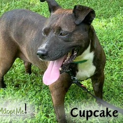 Thumbnail photo of CUPCAKE #2