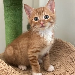 Thumbnail photo of Mittens (must be adopted with boots) #1