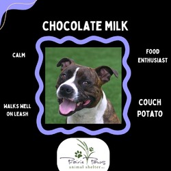 Thumbnail photo of Chocolate Milk #4