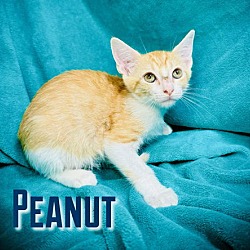 Thumbnail photo of Peanut #1