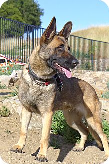 german shepherd desi mix