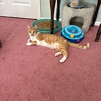 adopt a pet