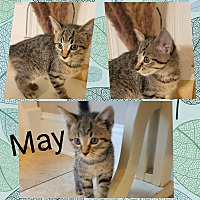 adopt-pet