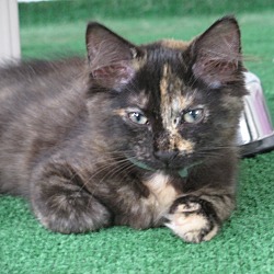 Photo of Tortoiseshell Kitten